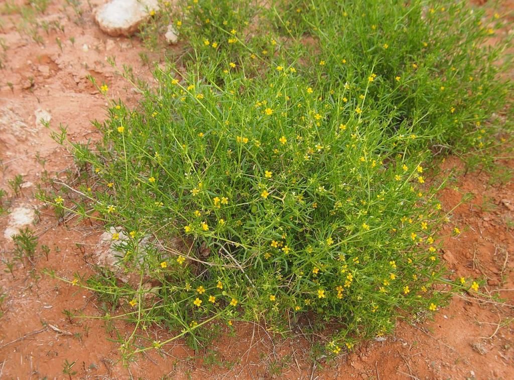 Zygophyllum_eremeum_zpse7238daf.jpg