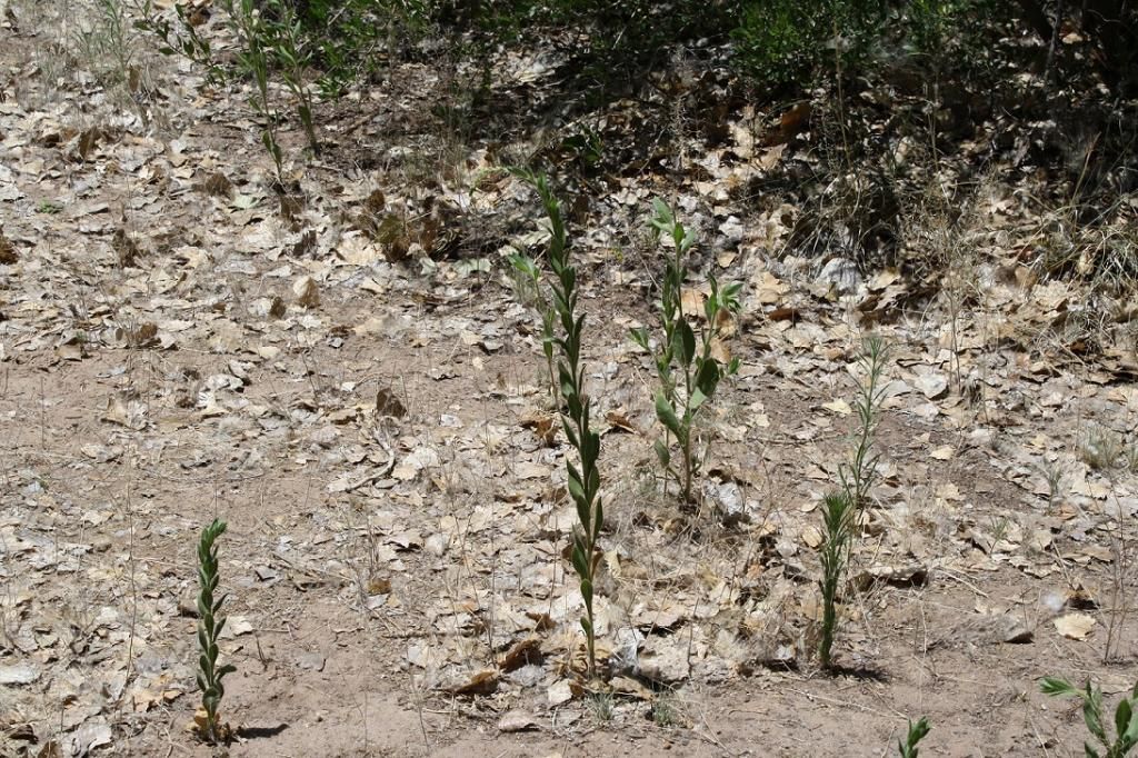 soil_zps40b0851d.jpg
