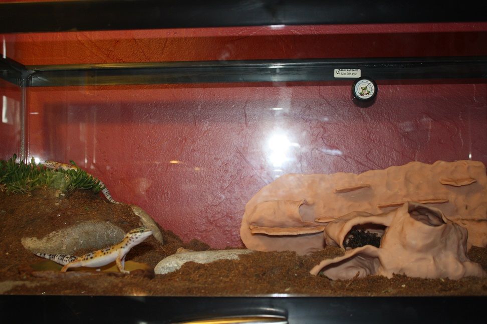 tank3_zps00f8481f.jpg