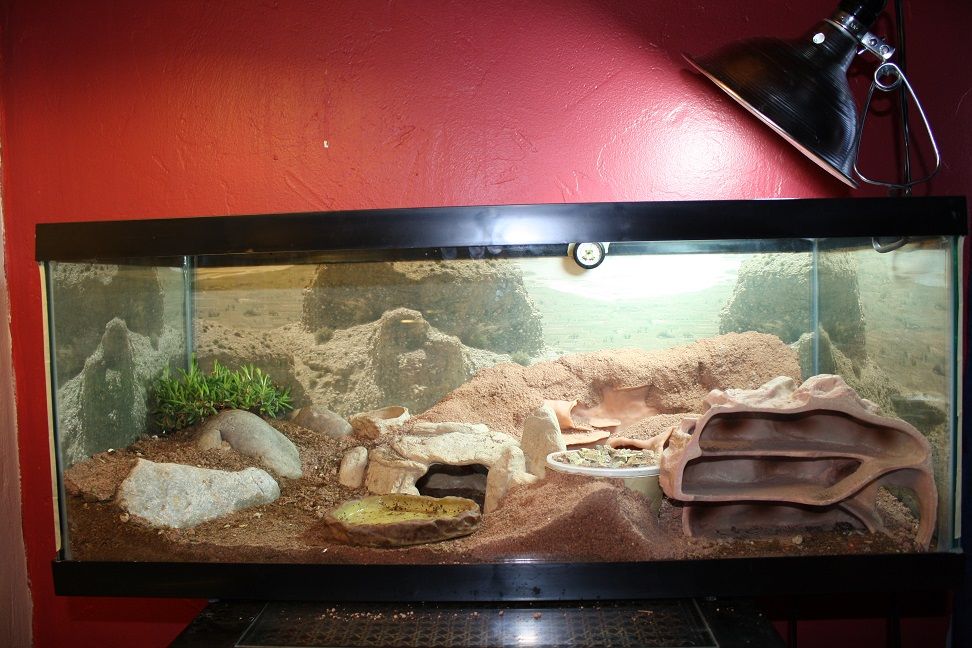 tankfrontview_zpsef9031fd.jpg