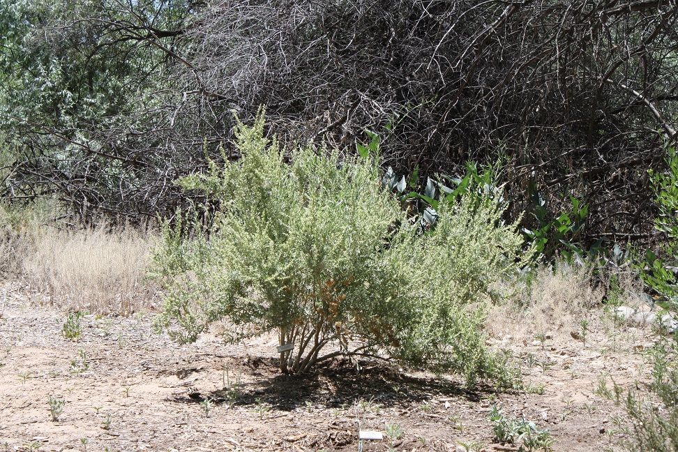 vegetation_zps508a0be2.jpg