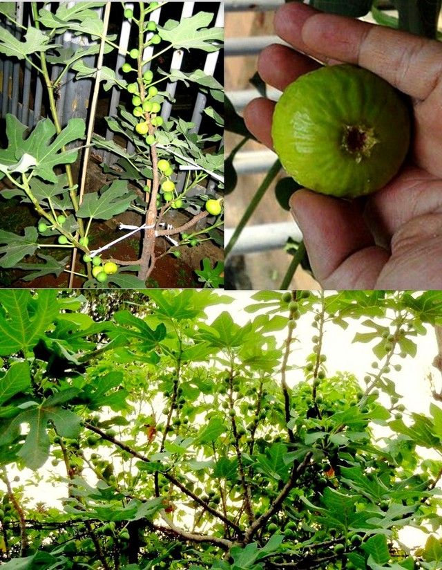 [GreenJordan_zpsf9cb18cc]