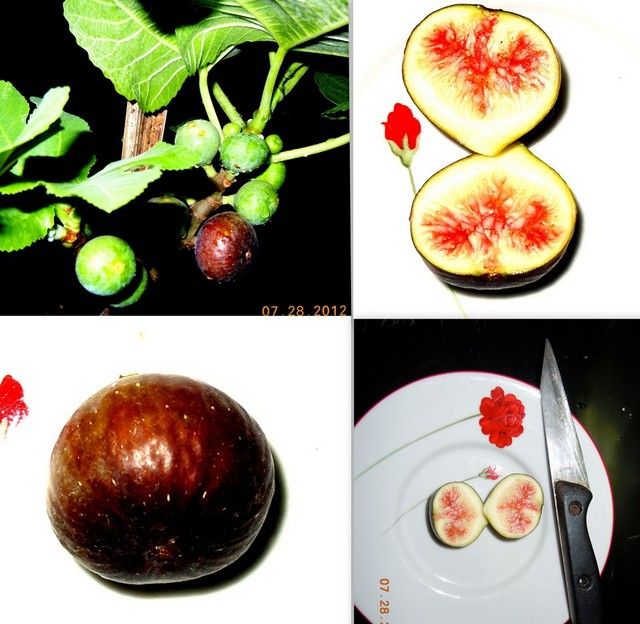 [RedLibya_zps1befa36d]