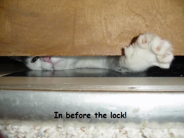catdoor_zps59dad906.jpg
