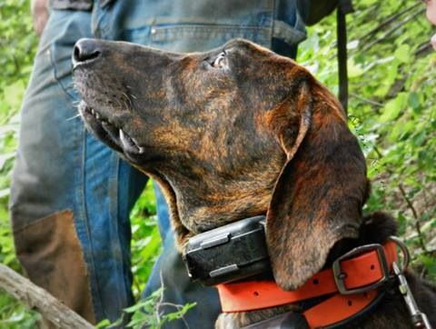 ukc plott hounds for sale