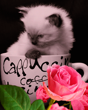  photo kiity in a cup-Monday_zps8ngf1j0y.gif
