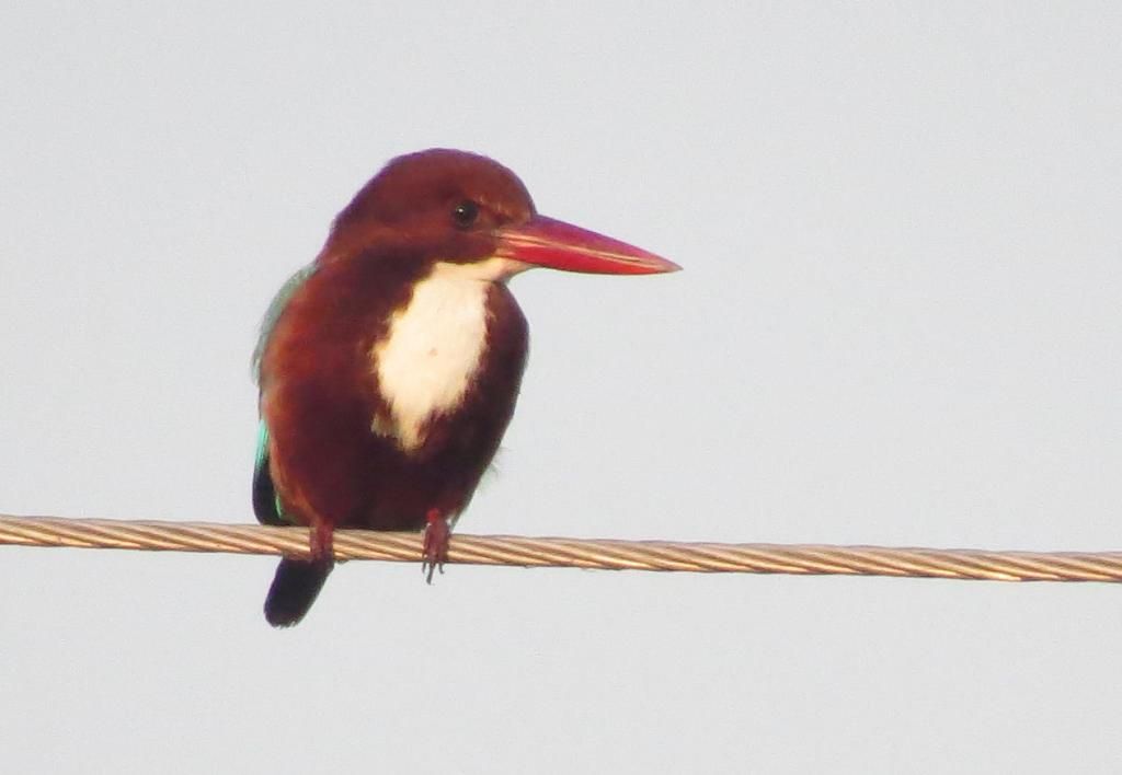 White Thoratted KingFisher