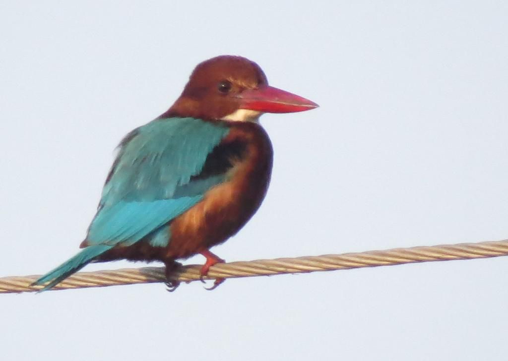 White Thoratted KingFisher