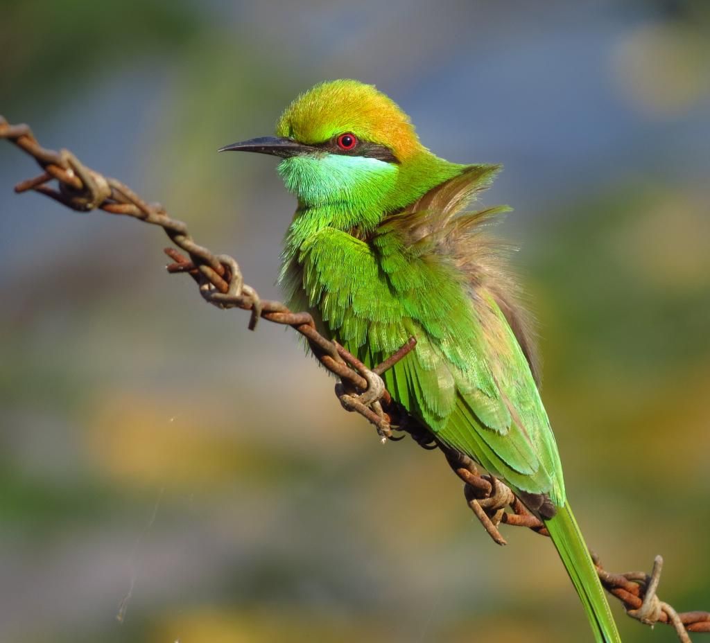 Green Bee-Eater1