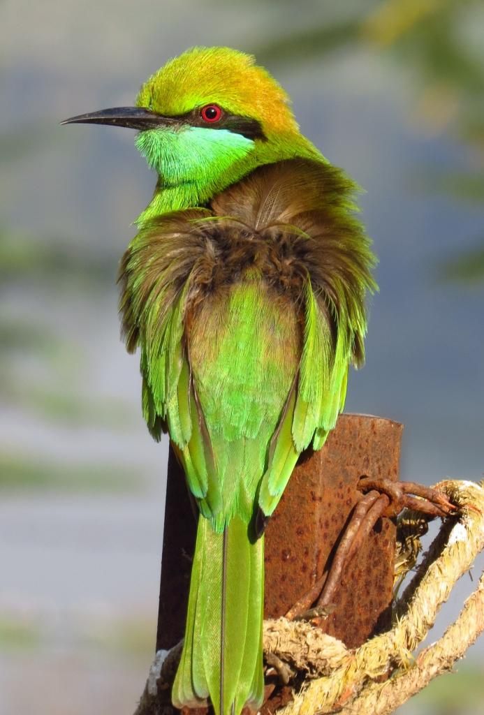 Green Bee-Eater1