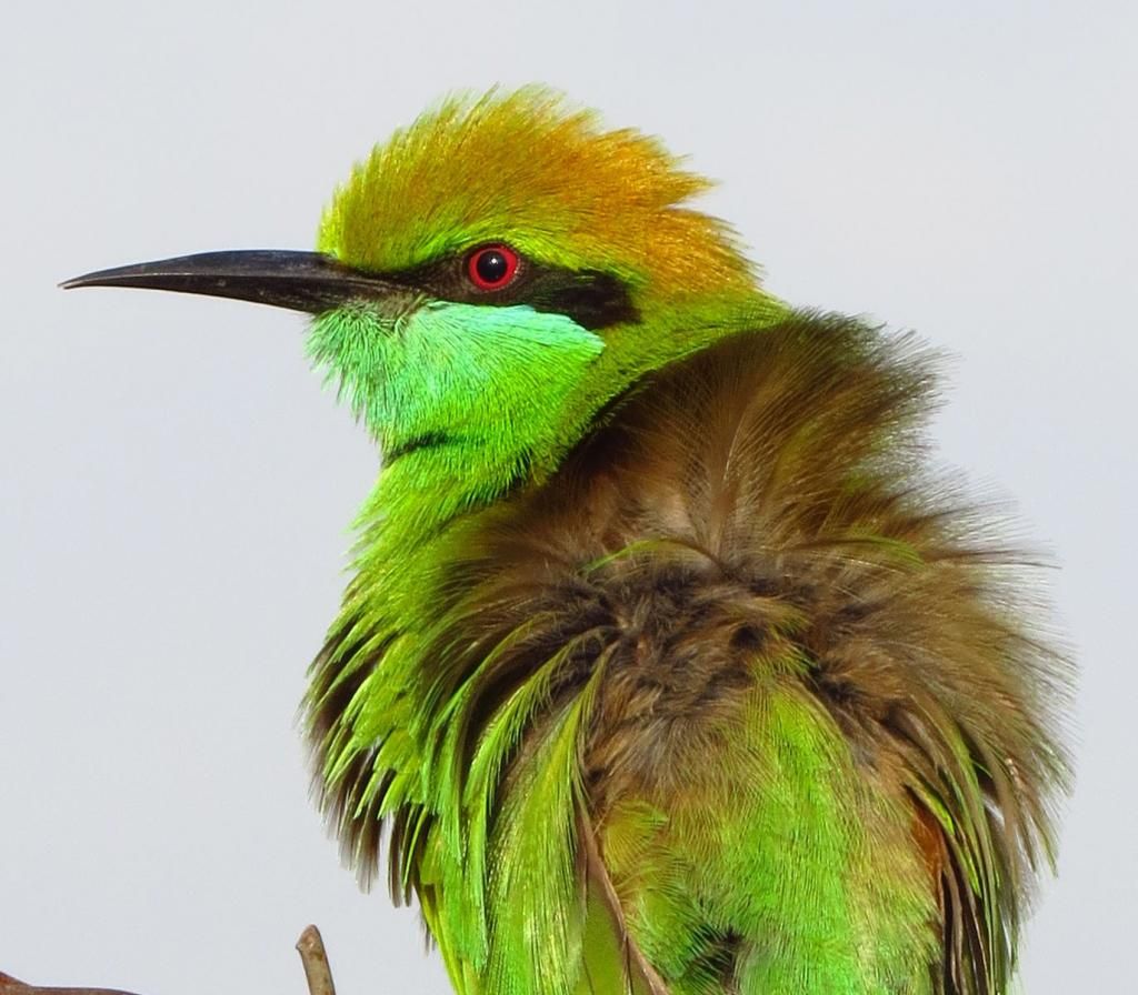 Green Bee-Eater Cropped