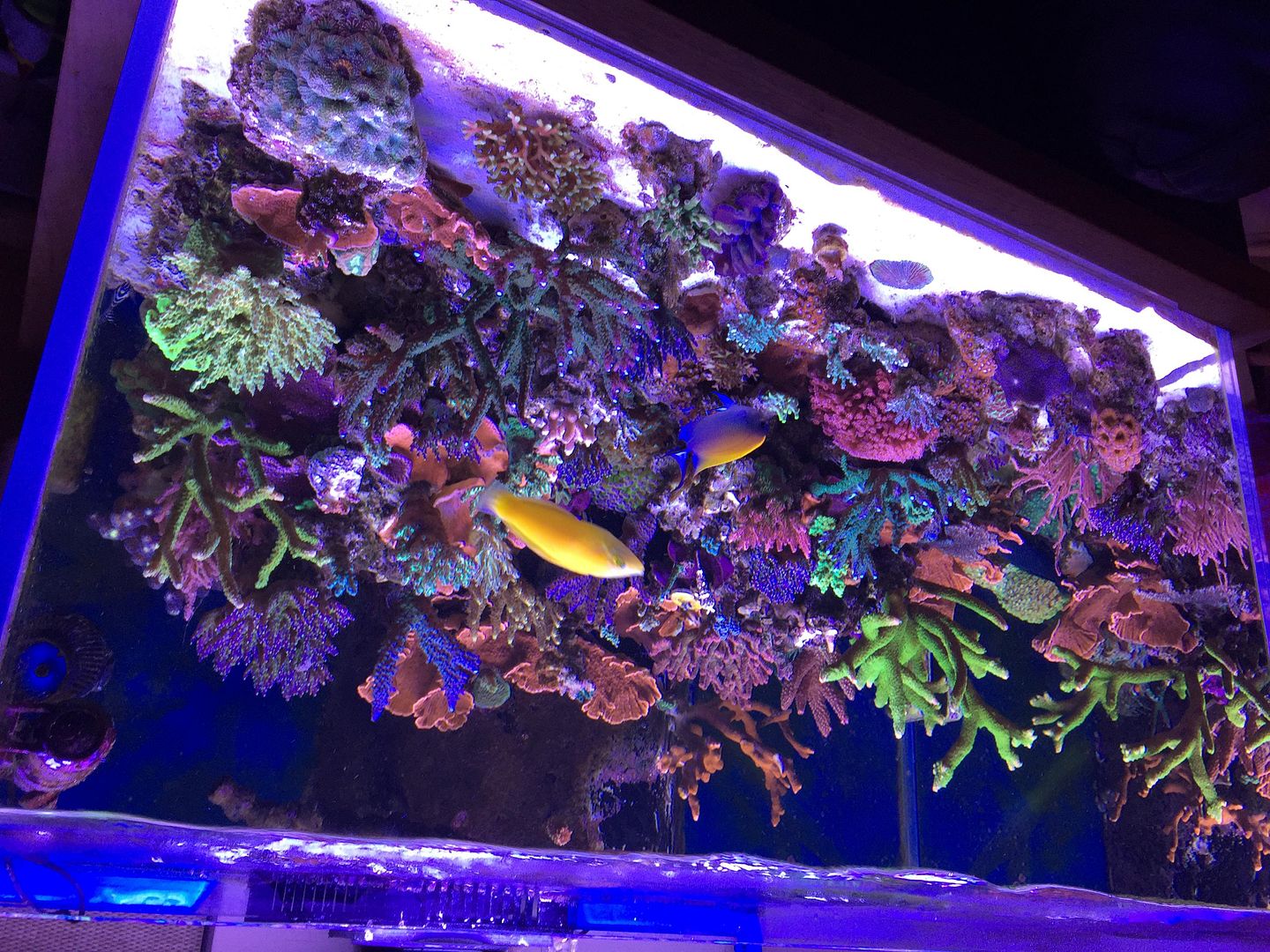 mhucasey s sps obsession archive reef central online community