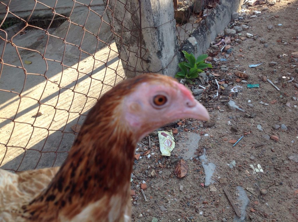 Gà mái asil pure nite owl - 1