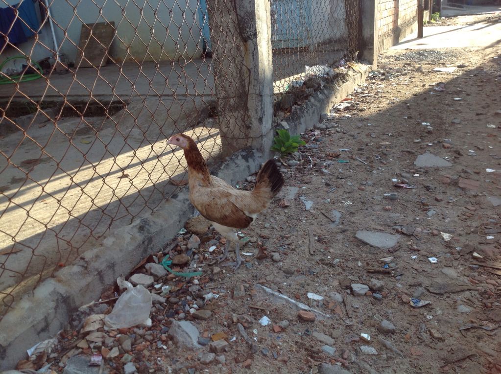 Gà mái asil pure nite owl