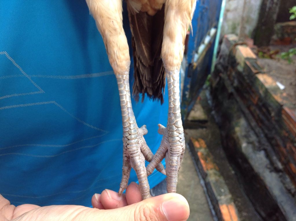 Gà mái asil pure nite owl - 2