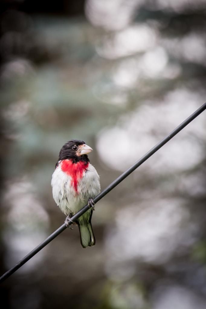 IMAGE: http://i1294.photobucket.com/albums/b615/akrott1/IMG_2316_zps38f7a56d.jpg