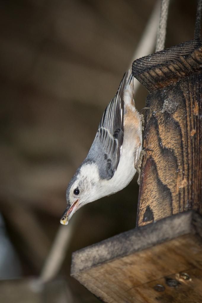 IMAGE: http://i1294.photobucket.com/albums/b615/akrott1/IMG_2419_zps0e381512.jpg