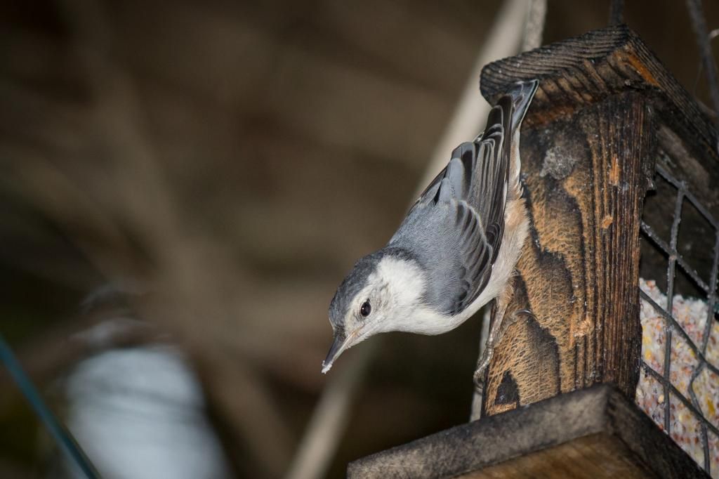 IMAGE: http://i1294.photobucket.com/albums/b615/akrott1/IMG_2420_zps7fca44da.jpg