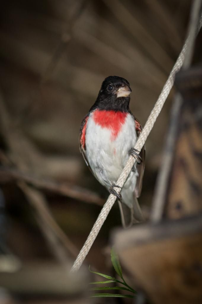 IMAGE: http://i1294.photobucket.com/albums/b615/akrott1/IMG_2430_zpsa3d8358d.jpg