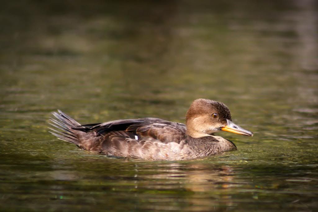 IMAGE: http://i1294.photobucket.com/albums/b615/akrott1/IMG_3885_zps69e15417.jpg