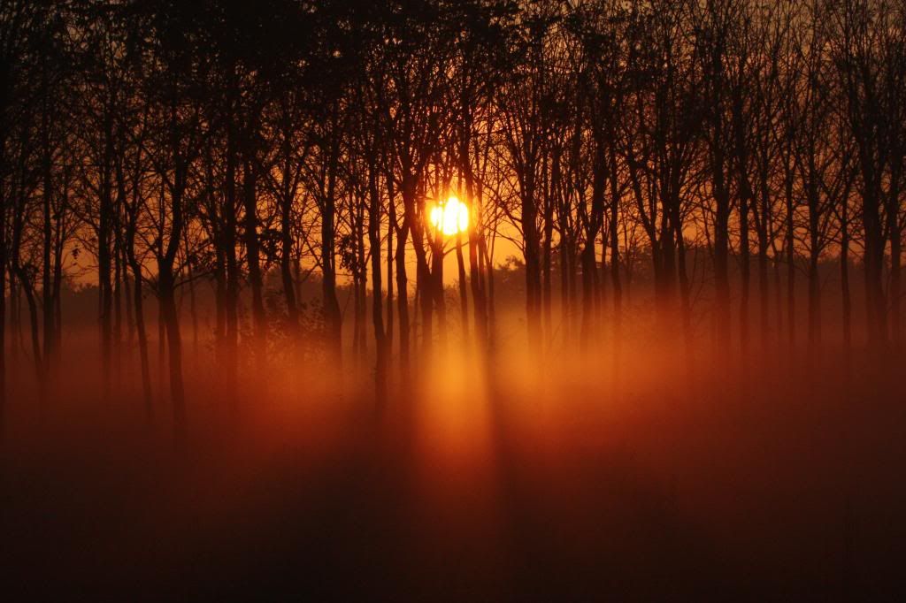 IMAGE: http://i1294.photobucket.com/albums/b615/akrott1/IMG_5220crop2_zps92f14bab.jpg