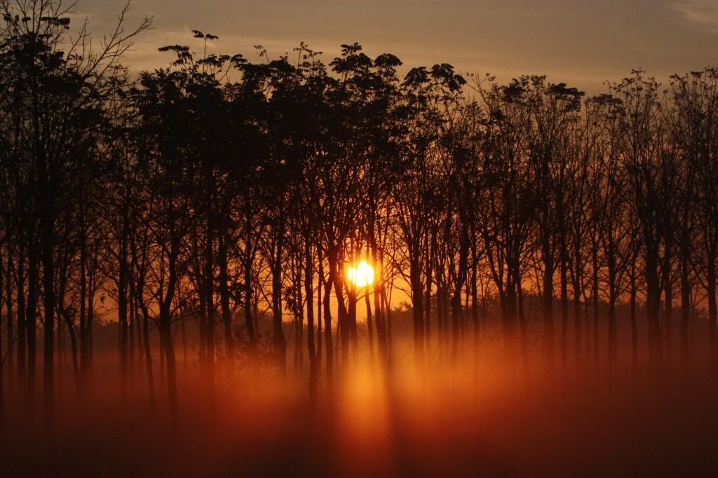 IMAGE: http://i1294.photobucket.com/albums/b615/akrott1/IMG_5220cropped_zpsec0fe1e9.jpg