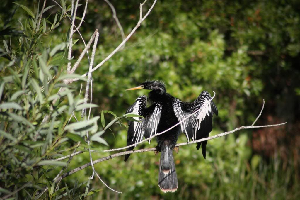 IMAGE: http://i1294.photobucket.com/albums/b615/akrott1/IMG_6438_zps9435091d.jpg