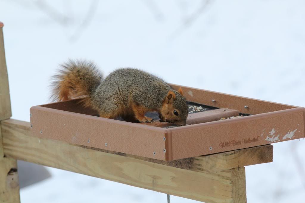 IMAGE: http://i1294.photobucket.com/albums/b615/akrott1/IMG_9615_zpsaac53b73.jpg