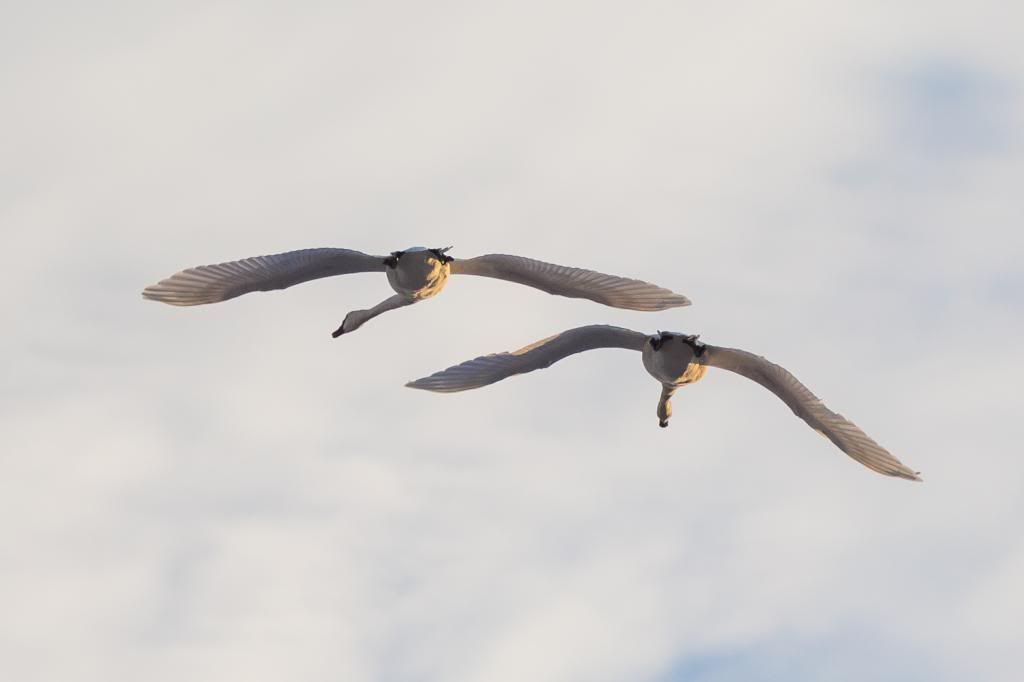 IMAGE: http://i1294.photobucket.com/albums/b615/akrott1/IMG_9646_zps0a51094e.jpg