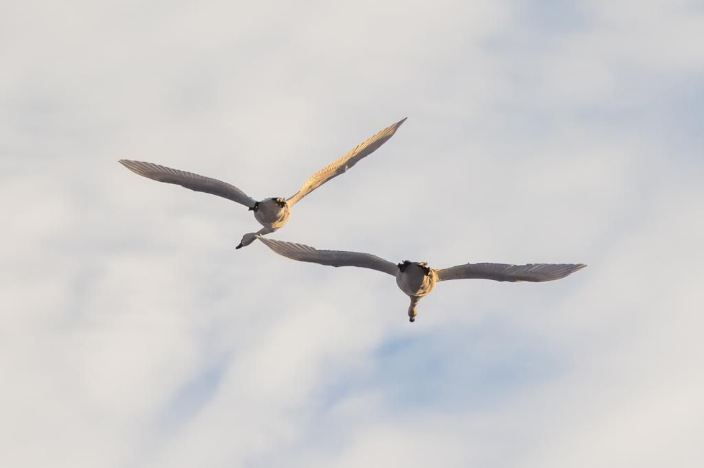 IMAGE: http://i1294.photobucket.com/albums/b615/akrott1/IMG_9647_zps764576c4.jpg