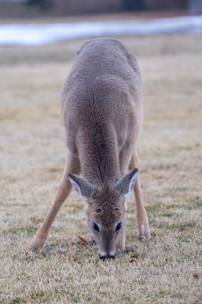 IMAGE: http://i1294.photobucket.com/albums/b615/akrott1/IMG_9674_zps8a18762f.jpg