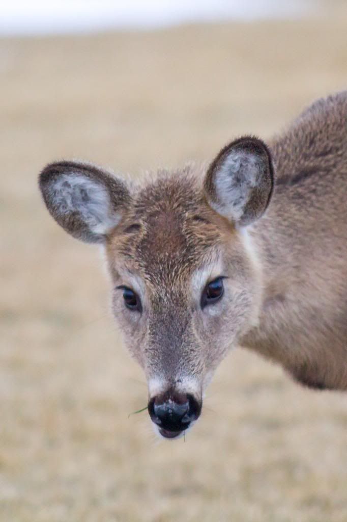 IMAGE: http://i1294.photobucket.com/albums/b615/akrott1/IMG_9676_zps5c8c1989.jpg