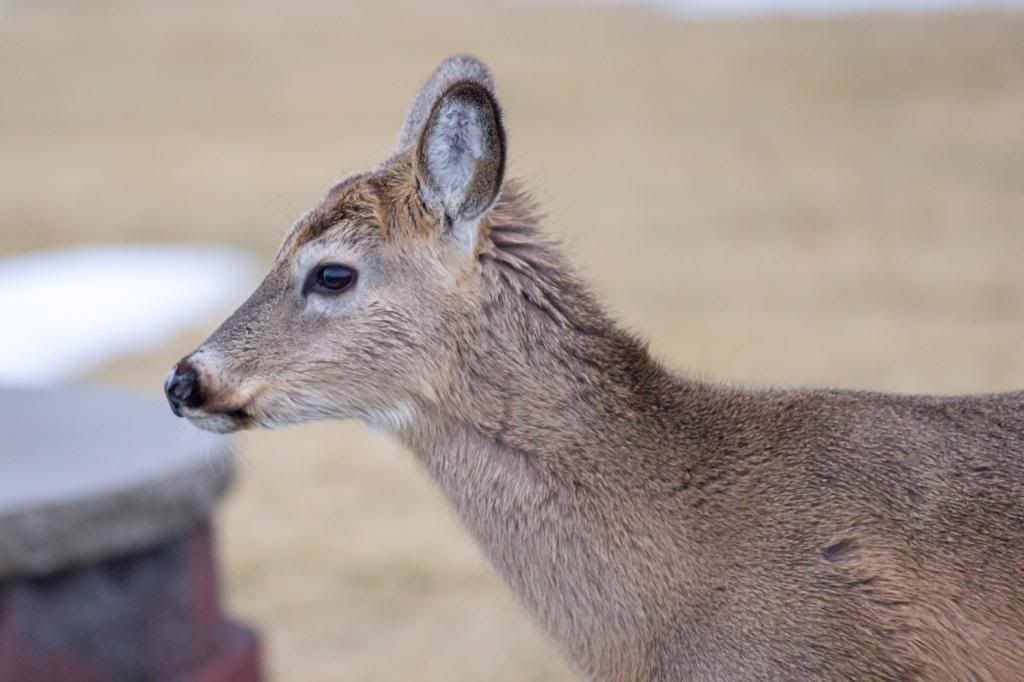 IMAGE: http://i1294.photobucket.com/albums/b615/akrott1/IMG_9678_zps800f8083.jpg