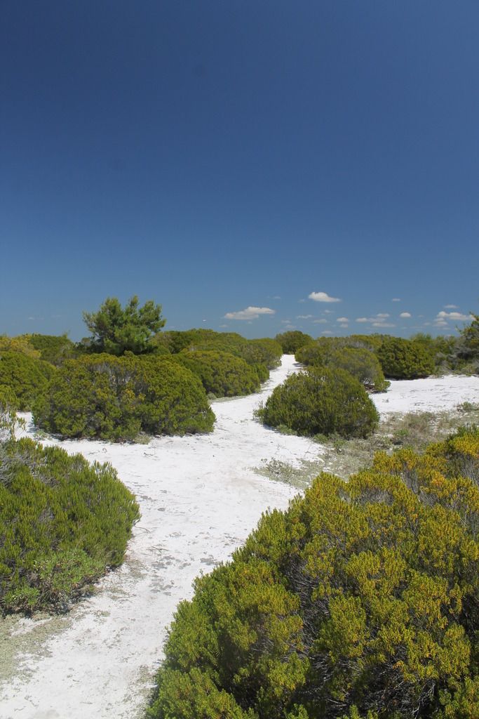 Shell Island Dunes photo IMG_2345_zpsgdt2zeh6.jpg