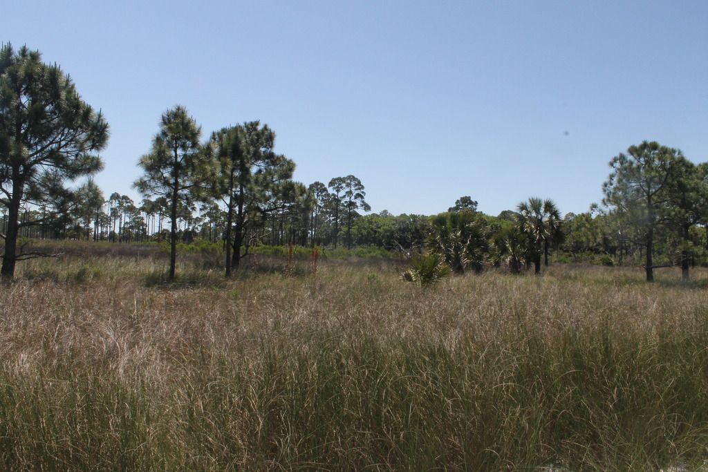 Shell Island Inland photo IMG_2356_zpss2pfupr8.jpg