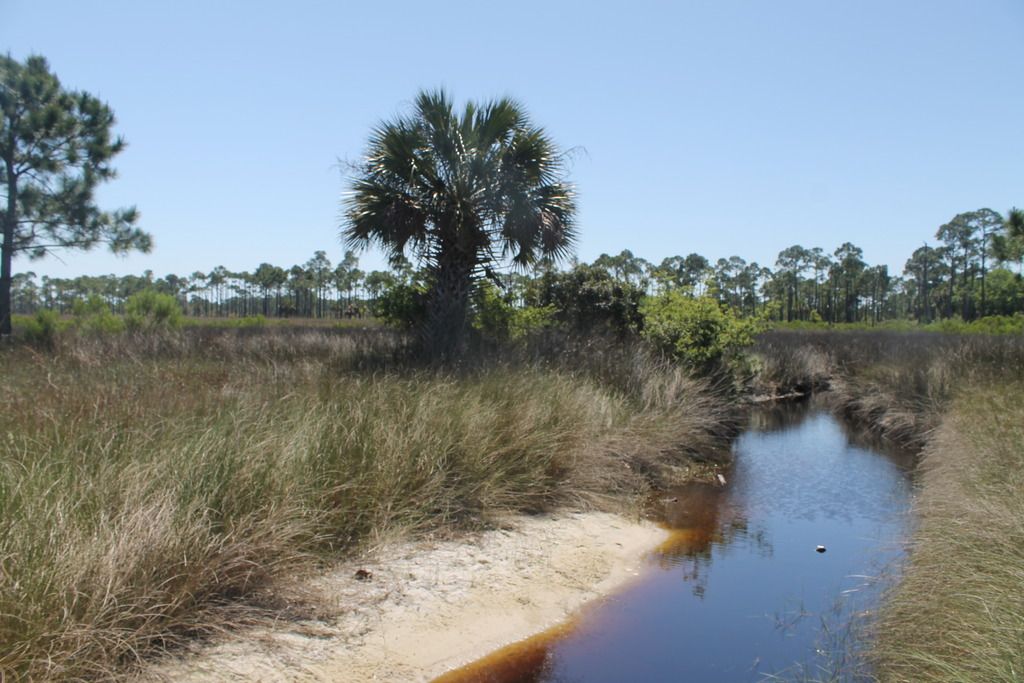 Shell Island photo IMG_2361_zpspwsmdmd3.jpg