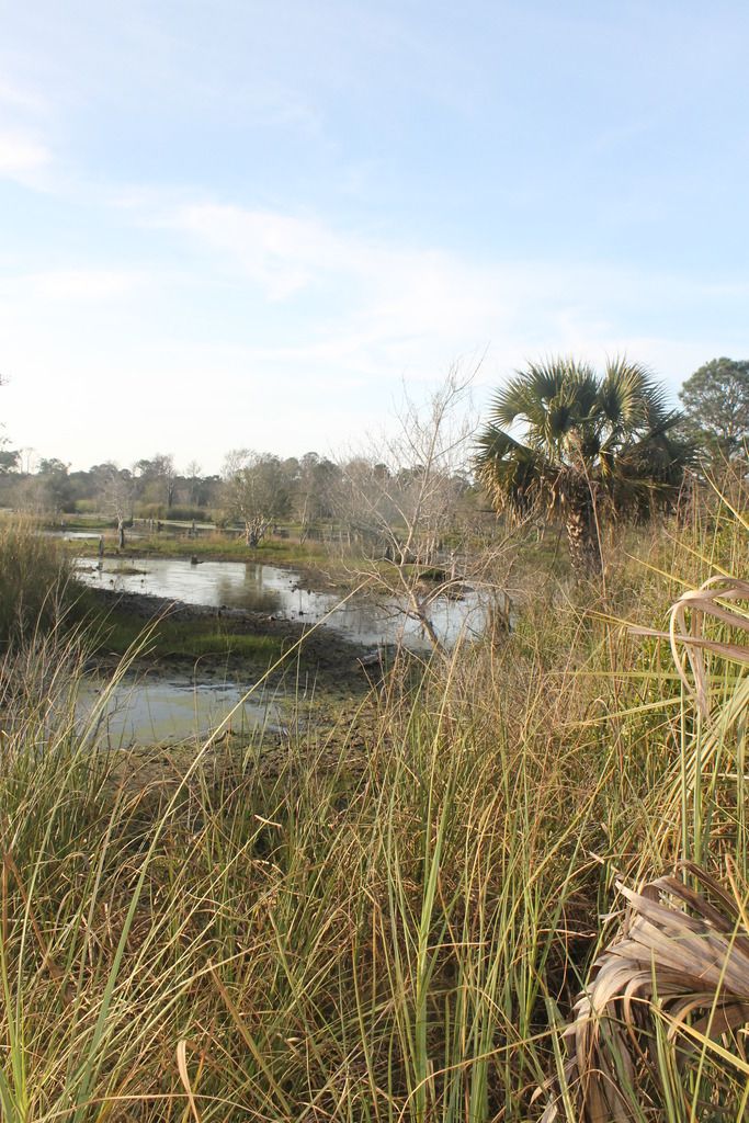 Gator Lake photo IMG_2364_zpsdk9meobm.jpg