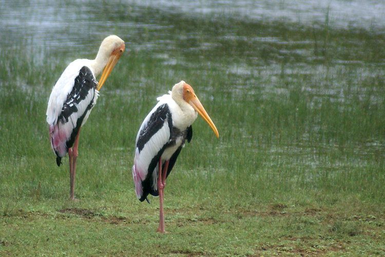  photo Sri-Lanka-stork-yala-national-park_zpsvvkmwbyi.jpg