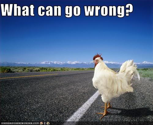 What can go wrong? photo chicken-roadwcgw_zpsc240dddc.jpg