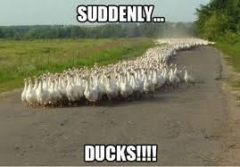 suddenly....ducks!! photo ducks_zps49cb4c62.jpg