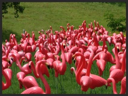 pink flamingo flock photo flamingos_zpse64764ef.jpg