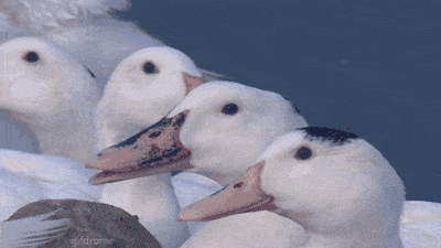 duck laughing gif photo funny duck_zpsqwdc5e1f.gif