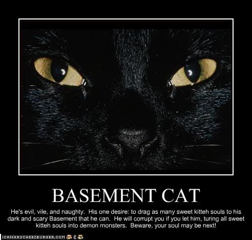 Basement Cat photo BasementCat_zps61a7eab1.jpg
