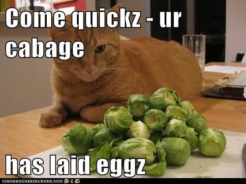cabbage eggz photo Cabbagelaideggs_zpsbf03583e.jpg