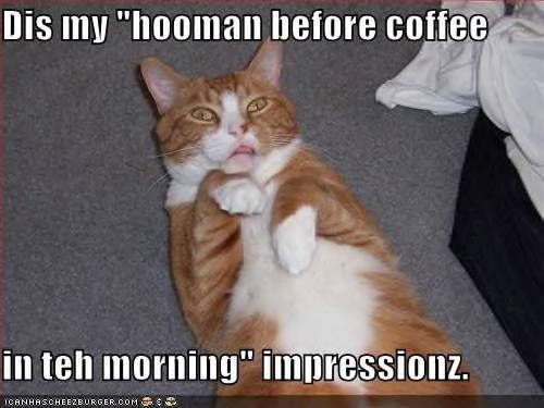 Dis my 'hooman before coffee' presshun photo Hoomanbeforecoffeeimpression_zps4a2bf11a.jpg