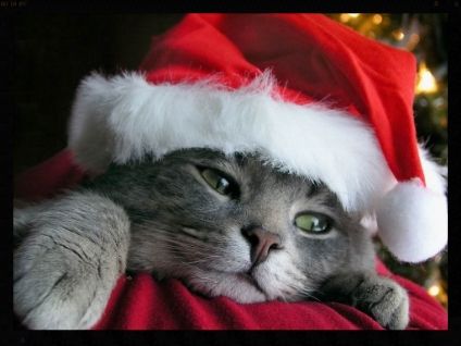 ai lubs yus sandy claws photo Christmas_Kitten_zpscf480d84.jpg