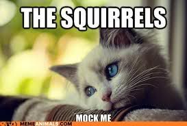 The squirrels mock me. photo SquirrelsMockMe_zps24401f75.jpg