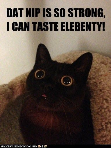 I can taste elebenty! photo StrongNipICanTasteElebenty_zps0a8f837a.jpg