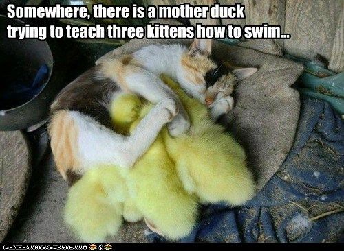 Somewhere a mother duck photo catduck_zps223e9758.jpg