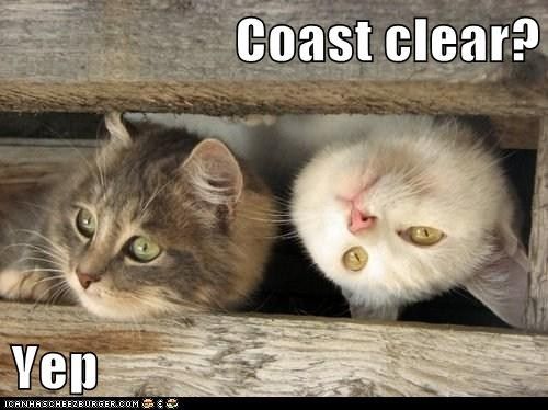 Coast Clear?? photo coastclear_zps164e7fe9.jpg